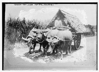 Carabao Cart, Albay Province, Philippines   Prints