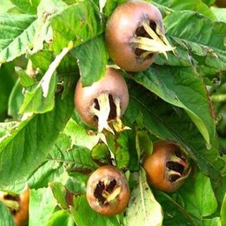 medlar tree by plants delivered