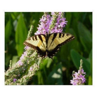 Swallowtail Butterfly on Purple Flowers Print