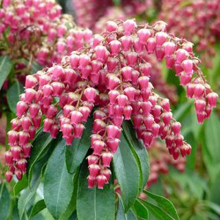 garden plant gift pieris valley valentine by giftaplant