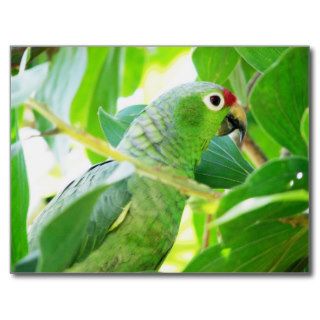 Parrot, Rio Chagres, Panama Postcard