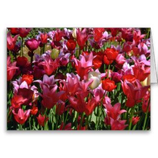 Mixed Varieties Of Red Tulips flowers Greeting Cards