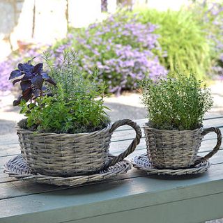two willow teacup planters   gift boxed by plant theatre