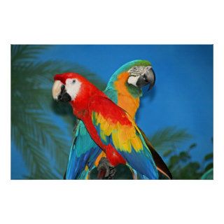 X marks the Parrots Posters