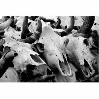 Cow Skulls photosculpture Photo Sculpture