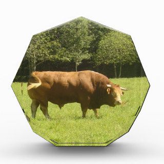 Big Limousin Bull Acrylic Award