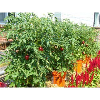 Big Beef Tomato 4 Plants   All American Selection Winner  Patio, Lawn & Garden
