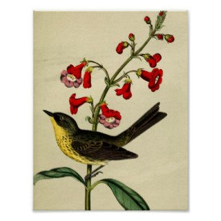 Vintage Kirtlands Warbler Bird Print