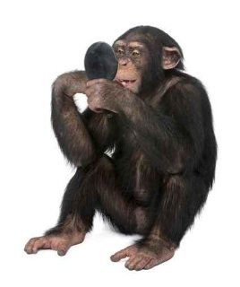 Animal Wall Decals Young Chimpanzee Looking Himself at the Mirror   Simia Troglodyt   18 inches x 15 inches   Peel and Stick Removable Graphic   Wall Decor Stickers