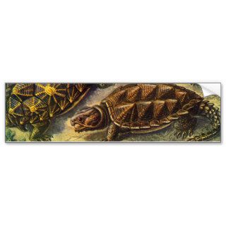 Vintage Marine Reptiles, Sea Turtles Land Tortoise Bumper Stickers