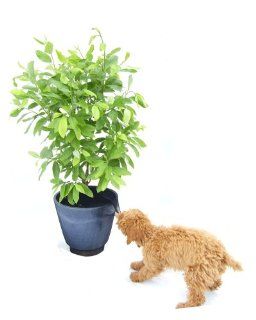 VIVA Plant Protector Net  Prevents children & pets from digging in & eating the soil of potted plants. Longlasting & Non Toxic. Fits any shape pot. Never needs to be removed. Lets water in but keeps small paws out Comes in 3 sizes. SIZE SMALL