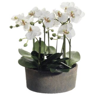 19 Phalaenopsis Orchid Plant in Clay Pot