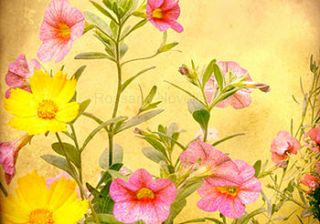 garden flowers large poster print by rossana novella wall decor