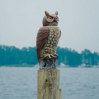 Great Horned Owl With Moving Head 74422