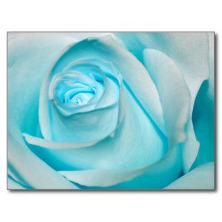 Turquoise Ice Rose Post Card
