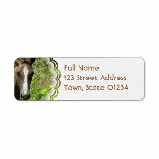 Horse Colt Mailing Label