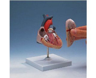 Anatomische Modelle   Herz & Kreislauf   Medizinisches HERZMODELL 2 TEILIG Drogerie & Körperpflege