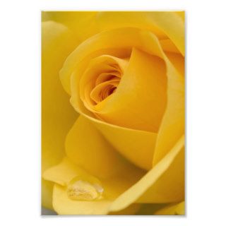 Yellow Rose Flower Photo Print