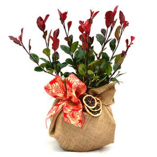 plant gift photinia little red robin by giftaplant