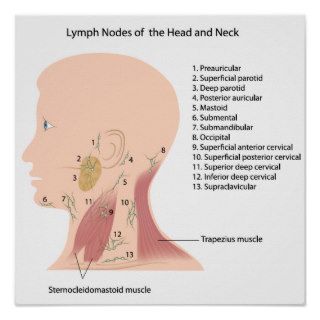 lymph nodes of the head and neck poster