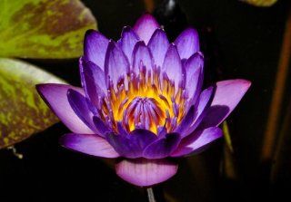Fototapete, violett orange Seerose im Teich, Blume, Blte, Blatt, 8 Bahnen hochwertige Vliestapete, 372 x 260 cm Baumarkt