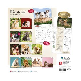 Kittens & Puppies Calendar (Multilingual Edition) Inc Browntrout Publishers 9781465011039 Books