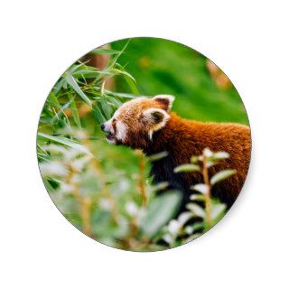 Red Panda In A Green Environment Sticker