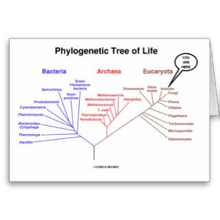 Phylogenetic Tree Of Life    (Biology) Greeting Cards