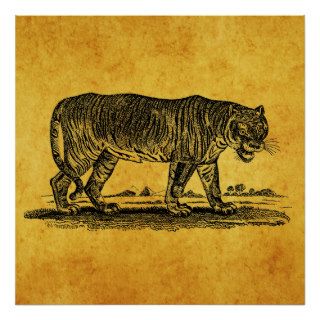 Vintage Tiger Illustration   1800's Tigers African Posters
