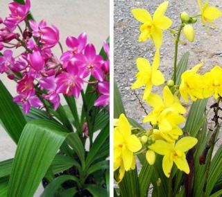 Cottage Farms 2 Piece Non Stop Blooming Patio Orchids —