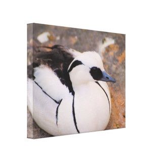 Smew Black and White Duck Gallery Wrap Canvas