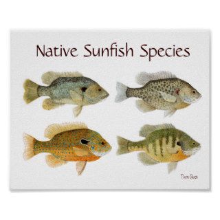 Native Sunfish Species Poster