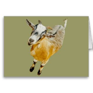 African Pygmy Goat Greeting Card
