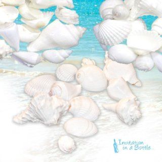 White Wedding Seashells   Large 1" 3" each (100 Shells) Health & Personal Care