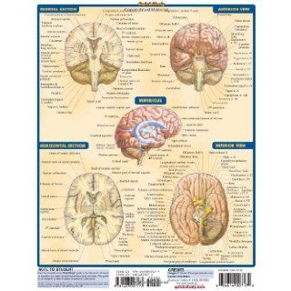 The Brain (Quickstudy Academic) Inc. BarCharts 9781572225176 Books