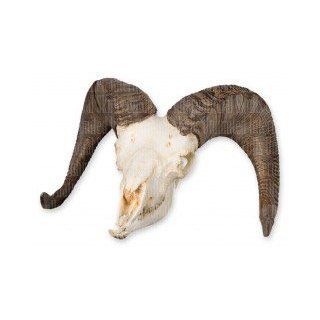 Bighorn Sheep Skull (Male) (Teaching Quality Replica)