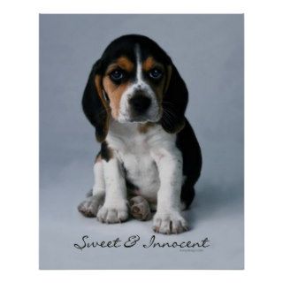 Beagle Puppy Dog Poster