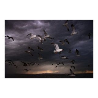 Seagull Storm Posters