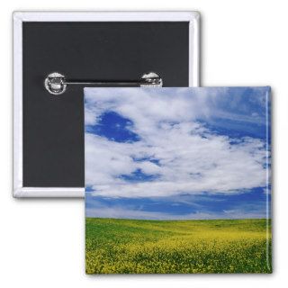 Field of Canola or Mustard flowers, Palouse Buttons