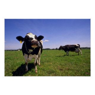 Holstein Dairy Cattle Print