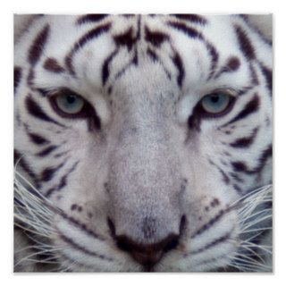 White Tiger Framed Print