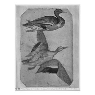 Ducks, the The Vallardi Album Posters