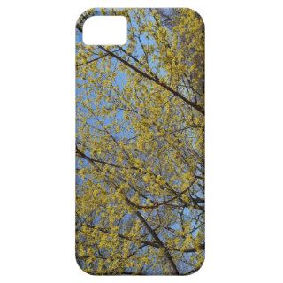 Cornelian Cherry Tree iPhone 5 Case