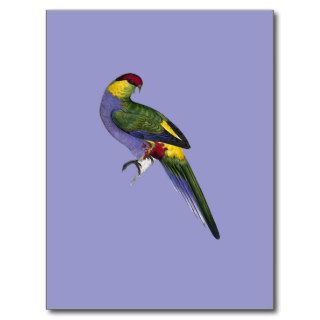 Red Capped Parakeet Parrot Bird Post Cards
