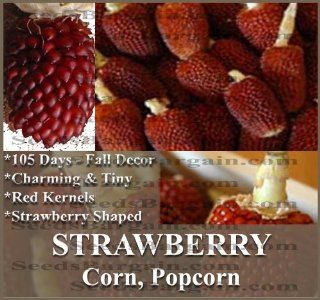 RED STRAWBERRY POPCORN Corn seeds   DECORATIVE PRETTY MAIZE   mahogany red kernels   105 Days (0015 Seeds   15 Seeds   Pkt.) Electric Popcorn Poppers Kitchen & Dining