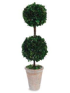 Boxwood Tree by A&B Home