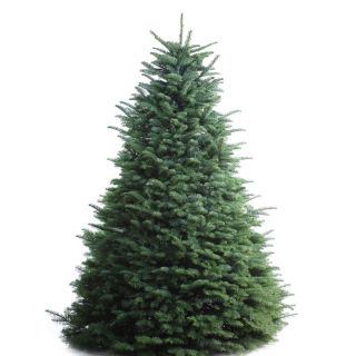6 ft to 7 ft Fresh Cut Noble Fir Christmas Tree
