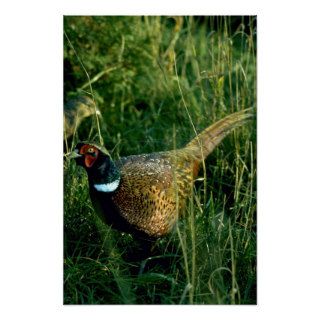 Ring necked pheasant poster