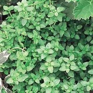 English Thyme Herb   4 Plants   Thymus Vulgaris Patio, Lawn & Garden