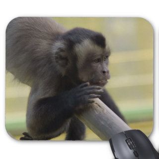 Tufted Capuchin Monkey Mouse Pad